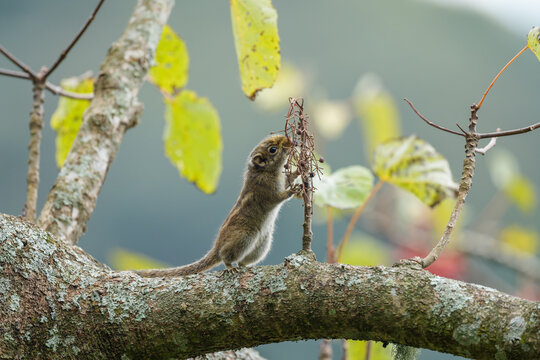 Tamiops swinhoei Foraging on Tree Branch with Red Berries Nature Stock Image