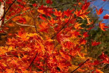 red autumn leaves