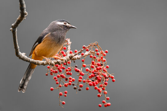 White-eared Sibia Heterophasia auricularis perched on branch with red berries