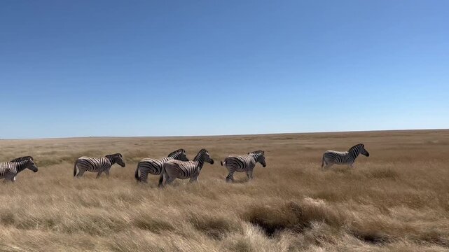 Driving In Etosha National Park, Namibia