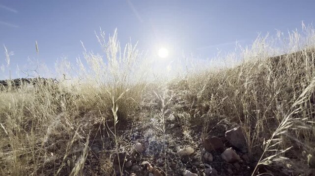 Grassy Landscapes, Namibia