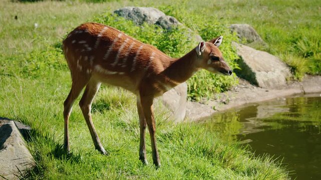 Sitatunga antelope standing on green grass near water, striped brown fur and alert posture in calm wetland environment under natural daylight