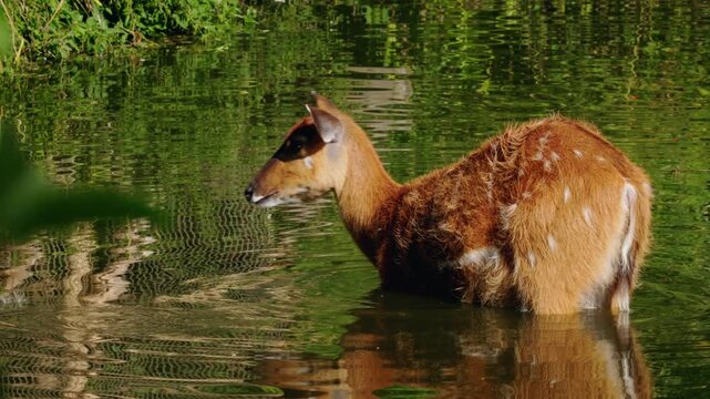 Sitatunga antelope standing in shallow water and lifting head, striped brown fur and alert posture captured in calm wetland environment with natural light