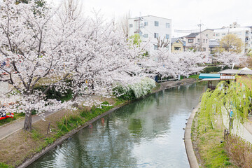 京都の桜咲く伏見十石舟（人物、ロゴ等編集済）