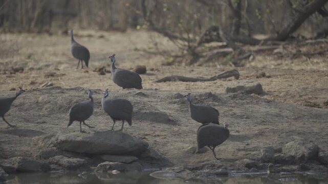 Wildlife In Hwange National Park, Zimbabwe (Slow Motion)