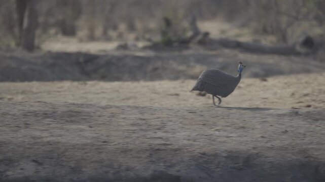 Wildlife In Hwange National Park, Zimbabwe (Slow Motion)