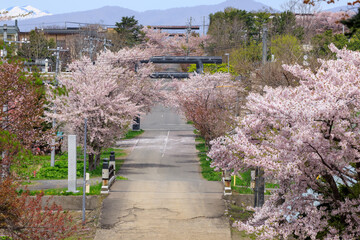 北海道岩内町、岩内神社参道の桜【5月】