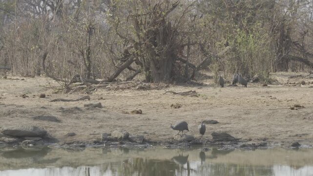 Wildlife In Hwange National Park, Zimbabwe (Slow Motion)