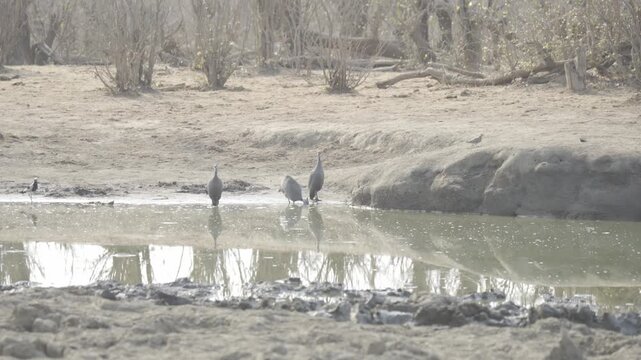 Wildlife In Hwange National Park, Zimbabwe (Slow Motion)