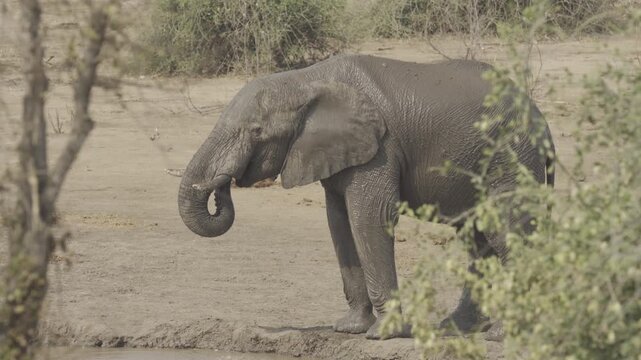Wildlife In Hwange National Park, Zimbabwe (Slow Motion)