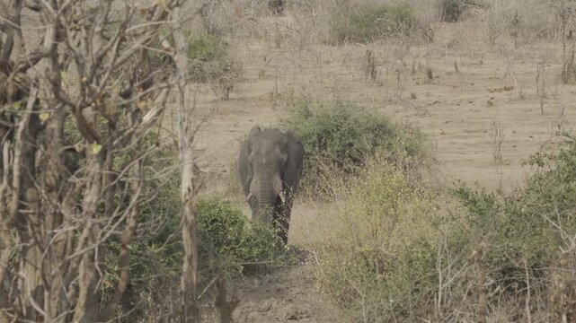 Wildlife In Hwange National Park, Zimbabwe (Slow Motion)
