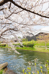 Obraz premium 京都の桜咲く伏見十石舟（人物、ロゴ等編集済）