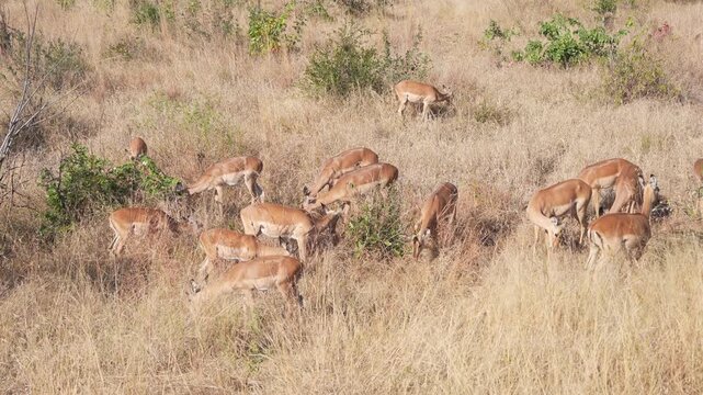 A herd of impala antelopes (Aepyceros melampus) feeding in natural habitat, National Park, South Africa