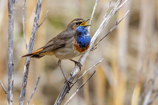 Wei&szlig;sterniges Blaukehlchen (Luscinia svecica) M&auml;nnchen