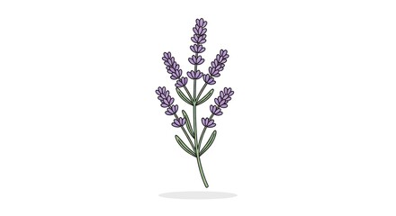 Obraz premium Single stem of a fragrant flowering plant on white background