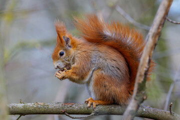 Eichhörnchen (Sciurus vulgaris) © Rolf Müller