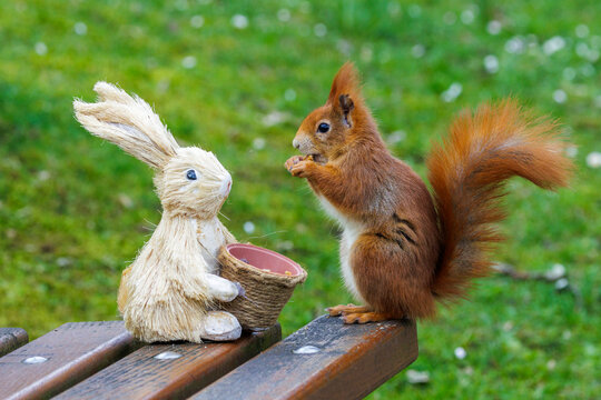 Eichh&ouml;rnchen (Sciurus vulgaris)