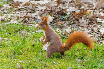 Eichhörnchen (Sciurus vulgaris) © Rolf Müller