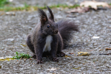 Eichhörnchen (Sciurus vulgaris) © Rolf Müller