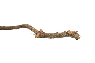 Weathered Wooden Branch with Metal Attachment, Wooden Stick Resembling a Shark with Fin, Natural and Plant Materials Create Unique Textures and Shapes On Transparent Background.