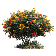 Bush with orange and red flowers, green leaves, and trimmed base against black