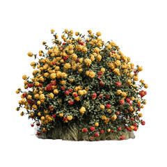 Lush bush with gold and red flowers against a black background