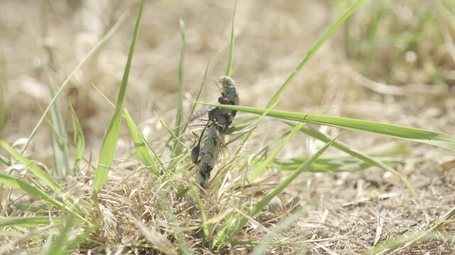 Wildlife, Insects Of Zimbabwe