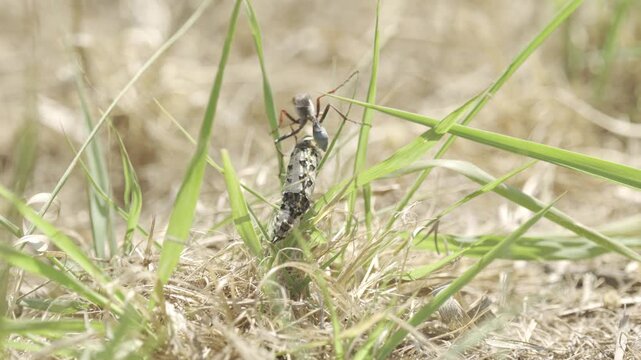 Wildlife, Insects Of Zimbabwe