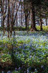 北海道富良野市、早春の森を優しく彩るエゾエンゴサク【4月】
