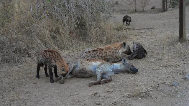 Playful hyena cubs with their mother in the wild savanna. South Africa.