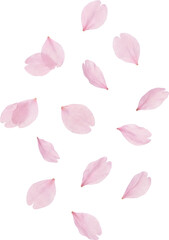 Obraz premium Pink Cherry Blossom Petals PNG