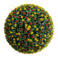 Blooming shrub sphere with red and yellow flowers on green foliage