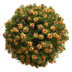 Round bush with yellow-red flowers and green leaves, top-down view on black