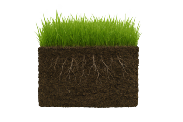 Cross-sectional block of soil with vibrant green grass and visible root system on a transparent background