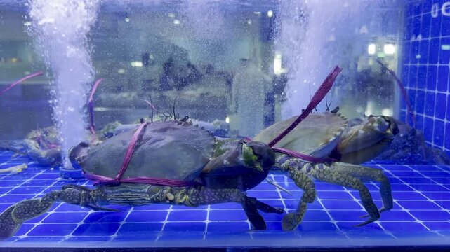 spiny lobsters rest in a clear tank at Waterfront Supermarket, Dubai, showcasing their vibrant shells and long antennae