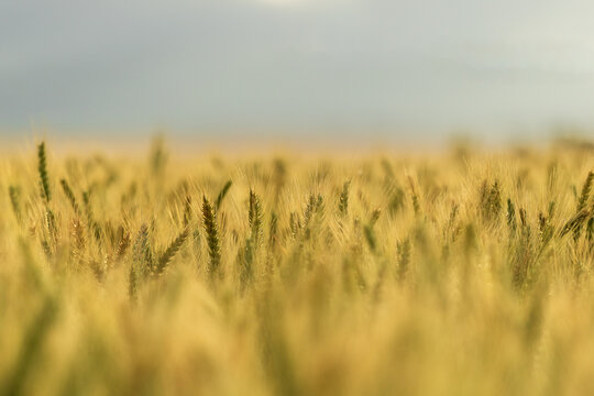 Close up of wheat stalk tops in paddock