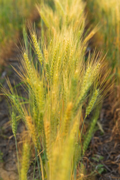 Single row of wheat stalks in paddock