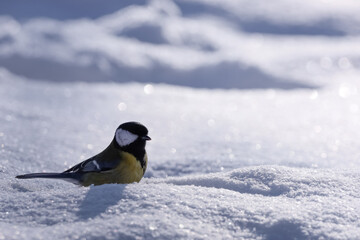 Fototapeta premium bird on snow