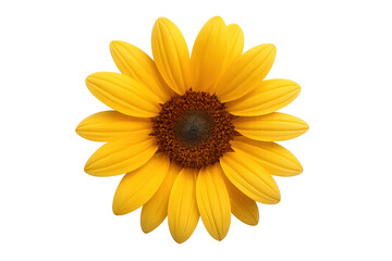 Top-down close-up of a single bright yellow sunflower bloom isolated on a transparent background