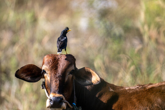 A close-up of a crested mynah on the head of a brown cow on a sunny day in Thailand