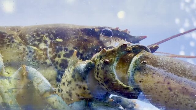 spiny lobsters rest in a clear tank at Waterfront Supermarket, Dubai, showcasing their vibrant shells and long antennae
