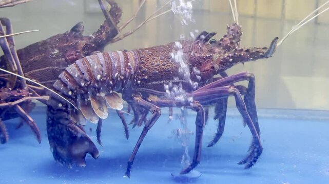 spiny lobsters rest in a clear tank at Waterfront Supermarket, Dubai, showcasing their vibrant shells and long antennae