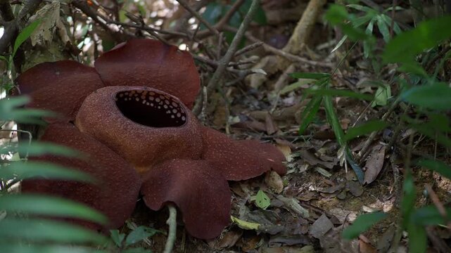 Rafflesia kerrii this flowering plant has the largest flowers in the world and is found in Khao Sok, Surat Thani Province.