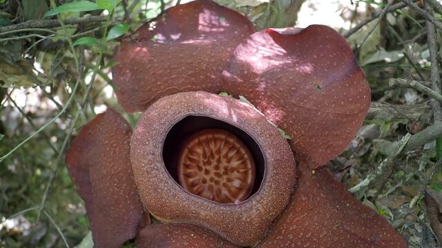 Rafflesia kerrii this flowering plant has the largest flowers in the world and is found in Khao Sok, Surat Thani Province.