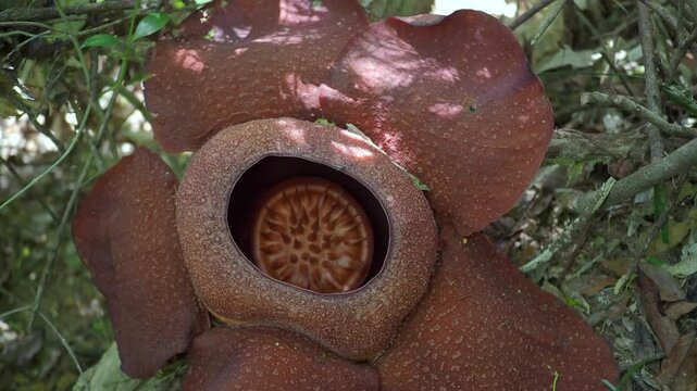 Rafflesia kerrii this flowering plant has the largest flowers in the world and is found in Khao Sok, Surat Thani Province.
