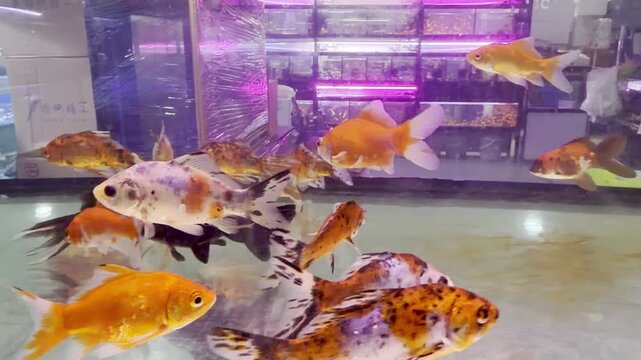 A tight school of young Fantail Goldfish gliding together in an aquarium, showcasing their classic rounded tails and lively motion.