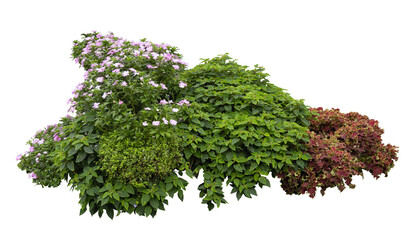 Fototapeta premium Mixed ornamental garden plants with pink flowers and colorful foliage isolated on white background, tropical landscaping shrub arrangement with clipping path