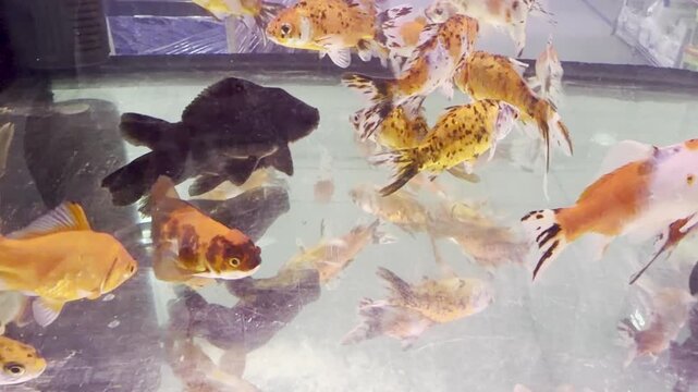 A tight school of young Fantail Goldfish gliding together in an aquarium, showcasing their classic rounded tails and lively motion.