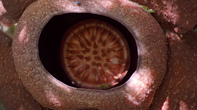 Rafflesia kerrii this flowering plant has the largest flowers in the world and is found in Khao Sok, Surat Thani Province.
