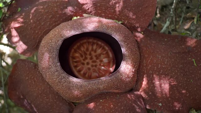 Rafflesia kerrii this flowering plant has the largest flowers in the world and is found in Khao Sok, Surat Thani Province.